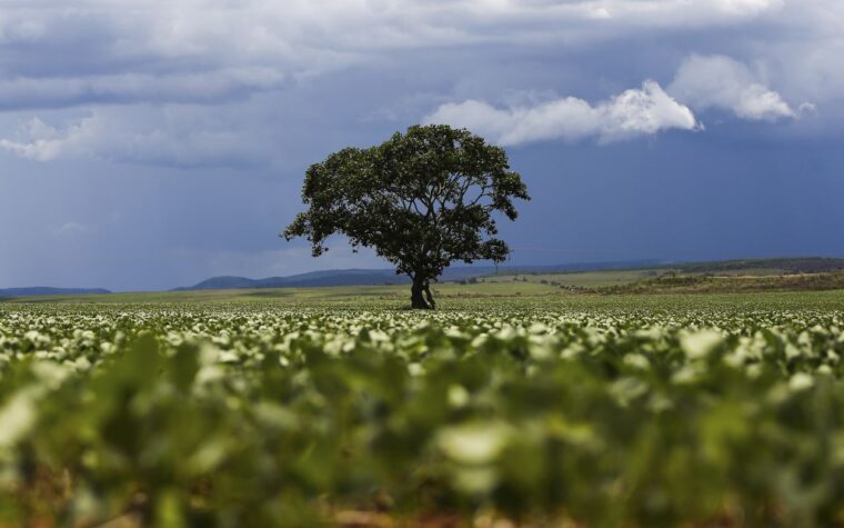 Crédito rural sustenta avanço de R$ 92,4 bi em áreas sob alerta ambiental