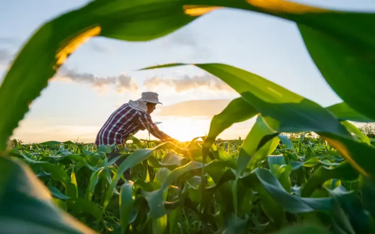 Novo regulamento facilita renegociação de dívidas para produtores rurais