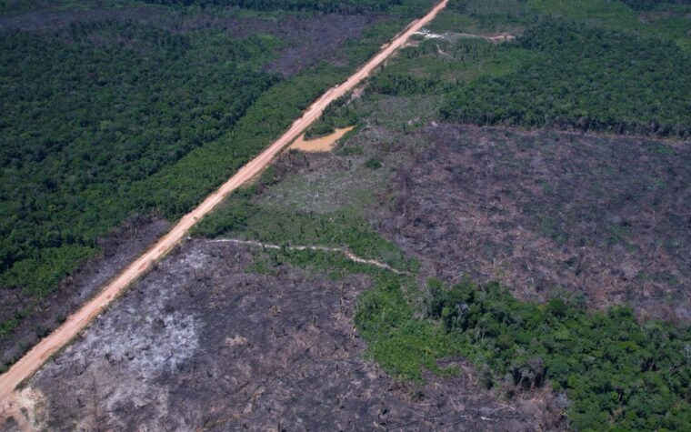 Leilão eco-friendly arrecada recursos para inovação sustentável no Brasil