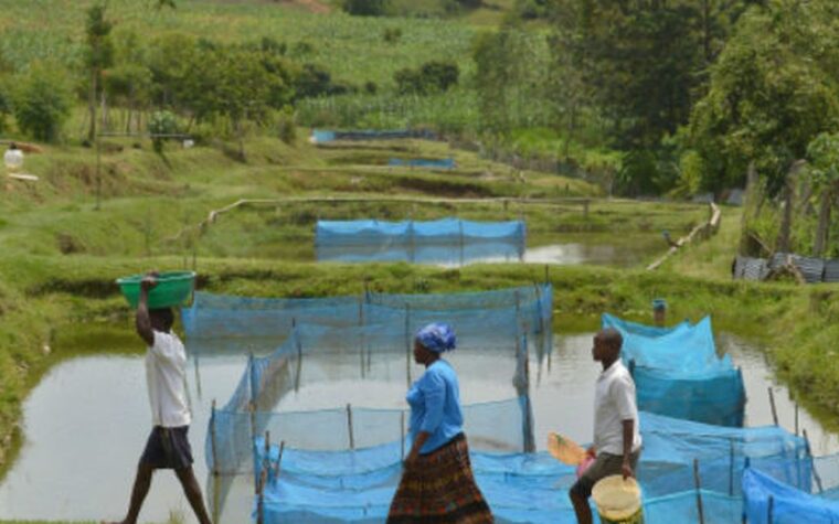 Bactéria resistente ameaça criação de peixes em escala global