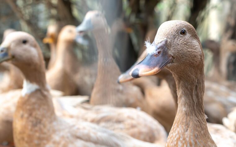 Foie gras é banido: nova lei proíbe produção e venda no Brasil