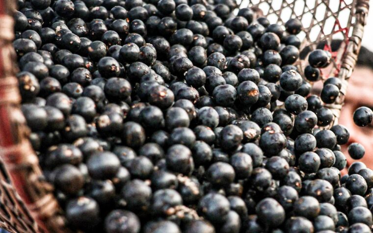 China amplia mercado para polpas e frutas congeladas do Brasil