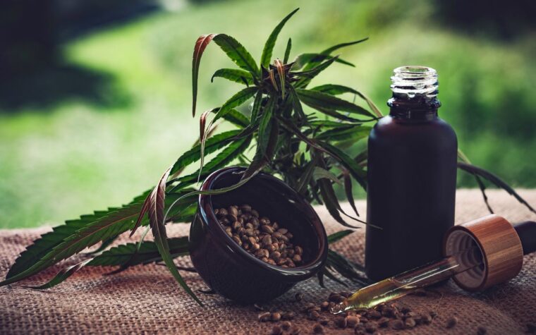 Regulamentação da cannabis no Brasil ainda gera dúvidas e debates