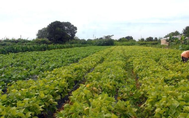 Governo libera R$ 64,3 milhões para agricultura indígena e segurança alimentar