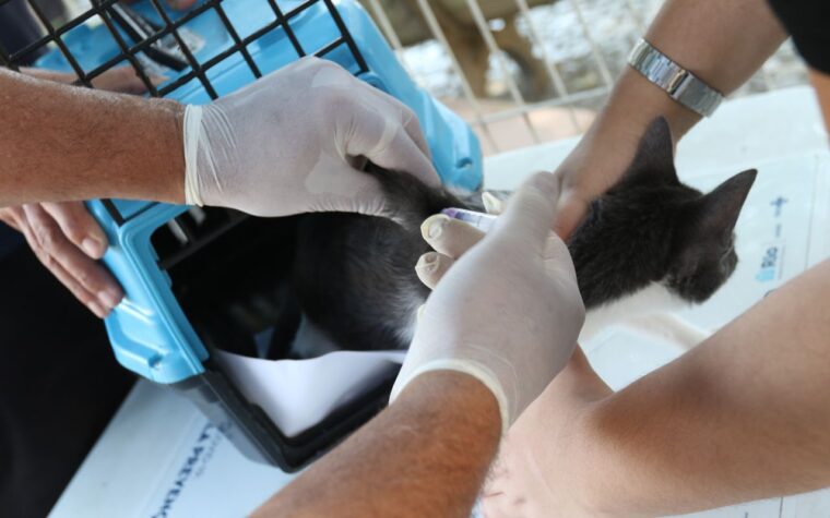 Cachorro no Rio é diagnosticado com raiva após contato com morcego