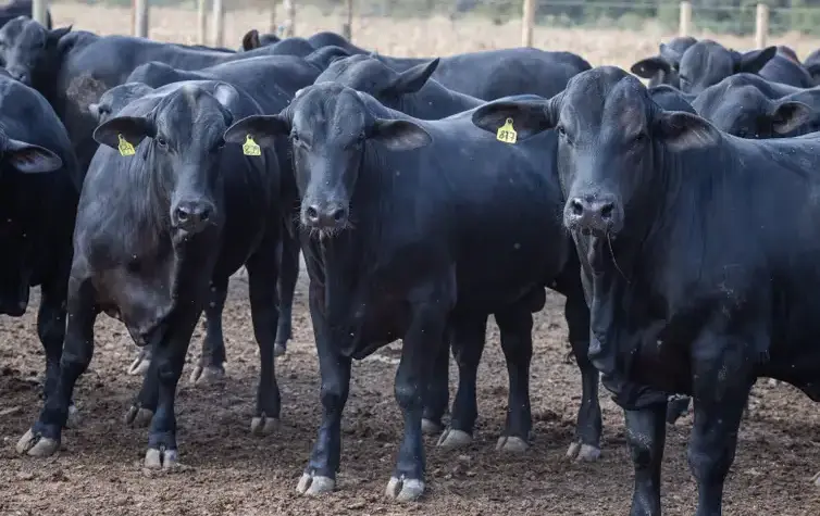 Produção de leite alcança recorde apesar de menos vacas ordenhadas