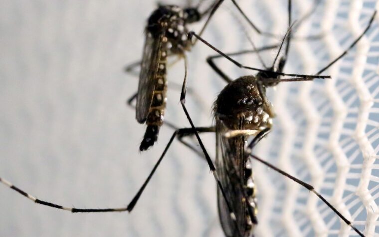 Metade das cidades brasileiras enfrenta risco de surto de dengue
