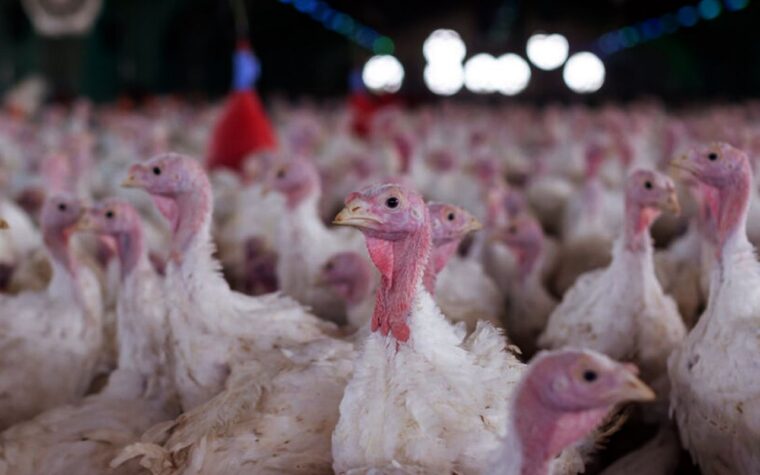 Surto de doença de Newcastle é detectado em Santa Catarina