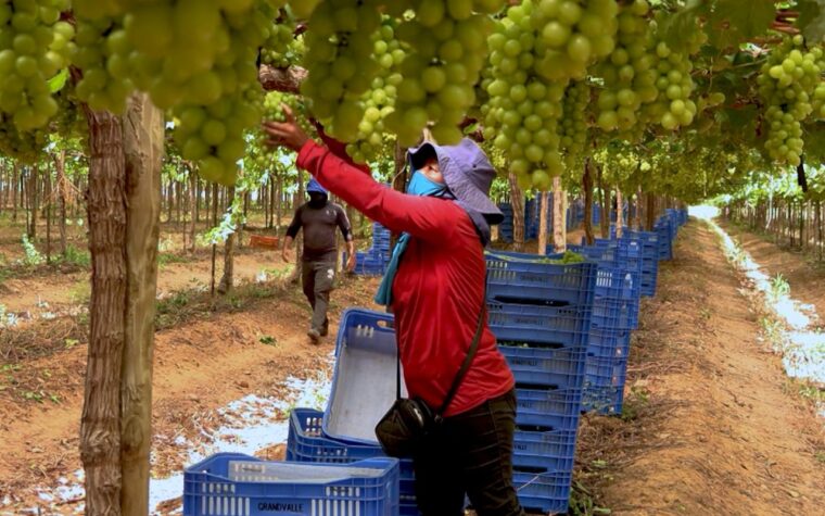 Trabalho análogo à escravidão impulsiona setor de fruticultura no Brasil